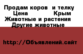 Продам коров  и телку  › Цена ­ 55 000 - Крым Животные и растения » Другие животные   